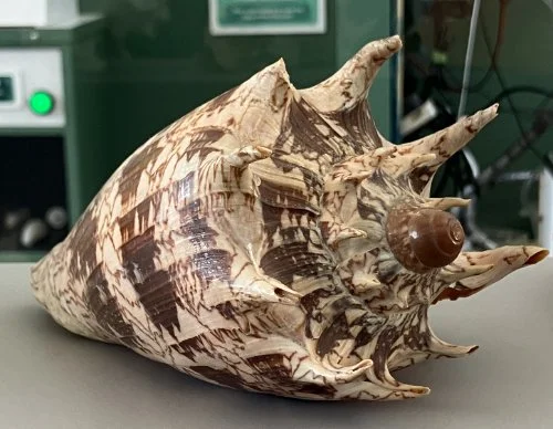    2. &nbsp;&nbsp; Cymbiola imperialis    Recent (modern)   Philippines  PRI ED243 