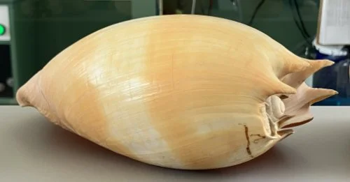    3.   Melo umbilicatus    Recent (modern)   Australia  PRI ED1141 