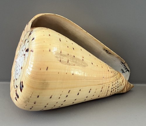    6. Conus betulinus    Recent (modern)  Indian Ocean  PRI ED1142 