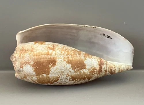    7.&nbsp; Conus geographus    Recent (modern)  Society Island, French Polynesia  PRI 97975 