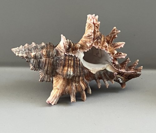    9. Chicoreus maurus    Recent (modern)  Marquesas Islands, French Polynesia  PRI T716 