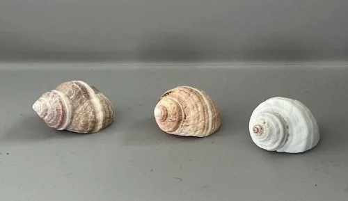    12. Nucella lapillus    Recent (modern)  Appledore Island, Maine. USA  PRI ED1098 