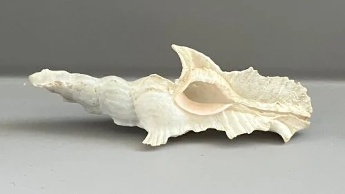    14. Pterynotus sp.    Recent (modern)  Red Sea  PRI T699 