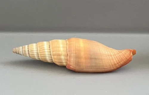    15.&nbsp;Vexillum sp.    Recent (modern)  Southwestern Pacific  PRI T852 