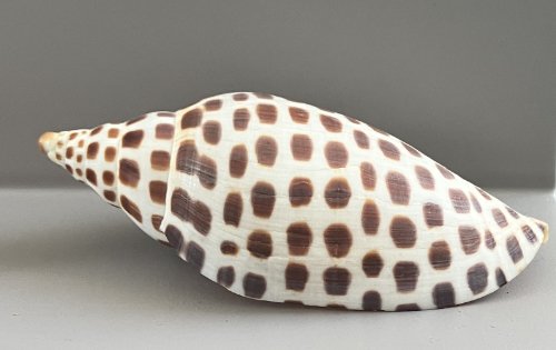    16.&nbsp;Scaphella junonia    Recent (modern)  Sanibel Island, Florida, USA  PRI T745 