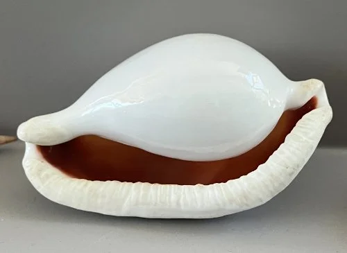    18.&nbsp;Ovula ovum    Recent (modern)  Indian Ocean  PRI ED473 