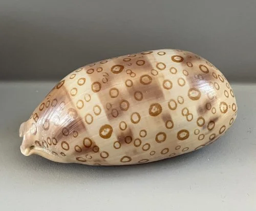   19. Arestorides argus   Recent (modern)  Tanzania  PRl 86025 