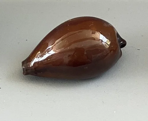    20.&nbsp;Cypraea onyx    Recent (modern)  Indian Ocean  PRI 4699H 