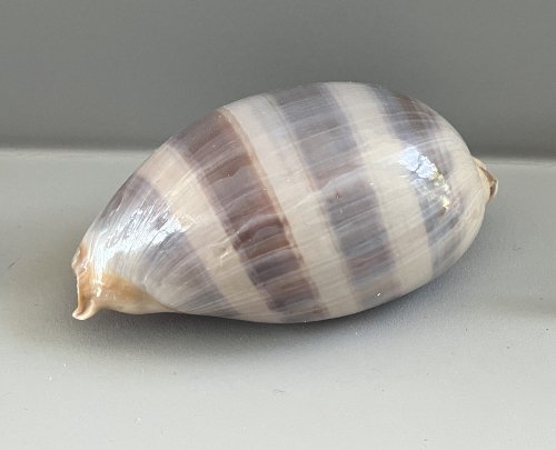    21.  Macrocypraea cervinetta    Recent (modern)  Panama  PRI 85415 