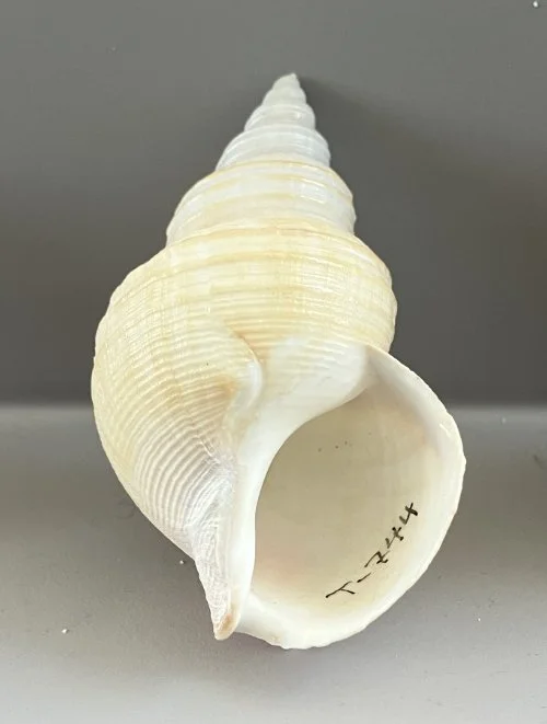    25. Buccinum isaotakii    Recent (modern)  Japan  PRI T744 