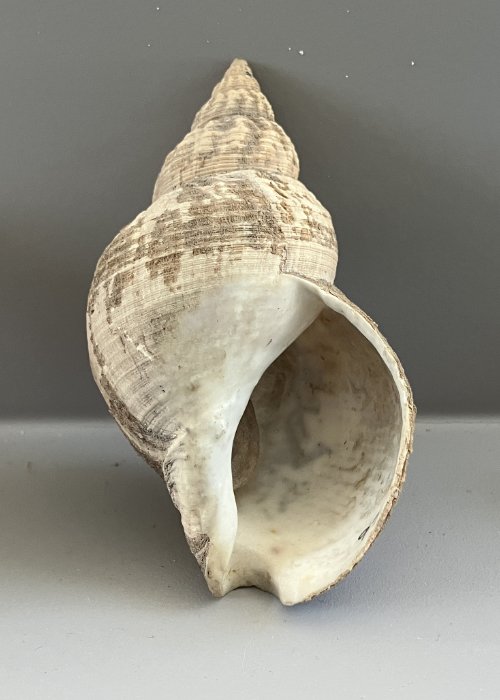   26.&nbsp;Buccinum undatum   Recent (modern)  Devon, England  PRI 2916F 