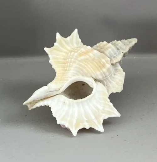    27.&nbsp; Gyrineum perca    Recent (modern)  Indian Ocean  PRI ED1144 