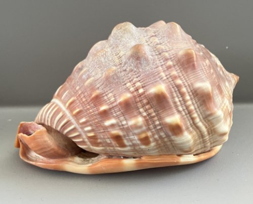    28.&nbsp;Cypraecassis rufa    Recent (modern)  Tanzania  PRI 889H 