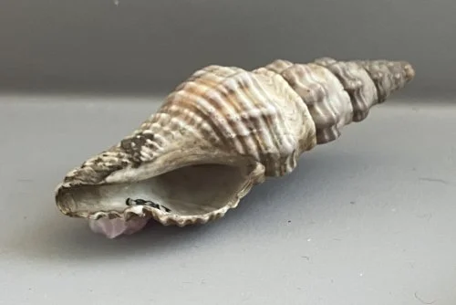    29.&nbsp;Knefastia olivacea    Recent (modern)  Gulf of California, Mexico  PRI 95795 