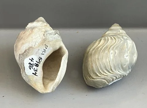    39.&nbsp; Antarctodarwinella nordenskjoldi    Eocene Epoch  (lived about 45 million years ago)  Seymour Island, Antarctica  PRl 59834 