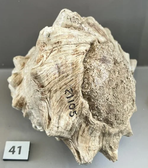    41.&nbsp;&nbsp;Vasum pufferi    Middle Miocene Epoch  (Lived about 12 million years ago)  Esmeraldas, Ecuador  PRI 82146 