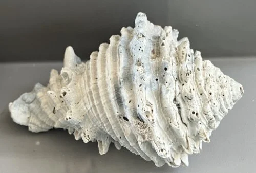    42. Hystrivasum horridum    Late Pliocene Epoch  (Lived about 3 million years ago)  Sarasota County, Florida, USA  PRI ED1102 