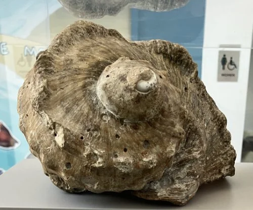    43. Turbo marmoratus    Recent (modern)  Indian Ocean  PRI ED1146 