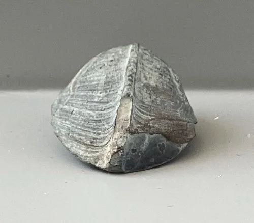    46. Bellerophon crassus    Pennsylvanian Period  (lived about 309 million years ago)  Okmulgee County, Oklahoma, USA  PRI 70112 