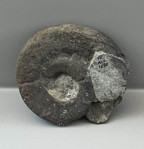    49. Pleuronotus decewi    Middle Devonian Period  (lived about 378 million years ago)  Genessee County, New York, USA  PRI 108374 