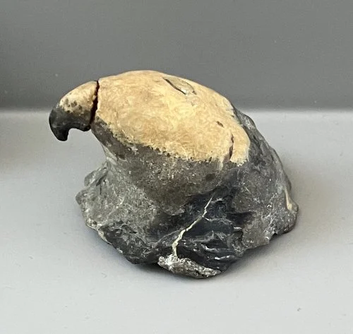    50. Platyceras fornicatum    Middle Devonian Period  (lived about 378 million years ago)  New York, USA  PRl 113488 