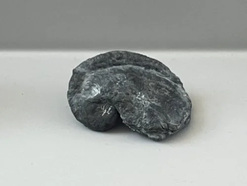    51. Platyceras carinatum    Middle Devonian Period  (lived about 378 million years ago)  Ontario County, New York, USA  PRI 113364 