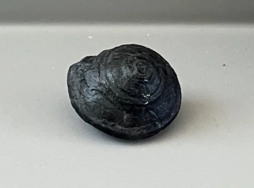    52. Bembexia sp.    Middle Devonian Period  (lived about 378 million years ago)  Onondaga County, New York, USA  PRI 108376 