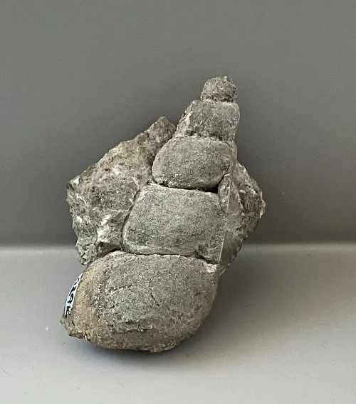    53. Loxonema sp.    Middle Devonian Period  (lived about 378 million years ago)  Erie County, New York, USA  PRI 108375 