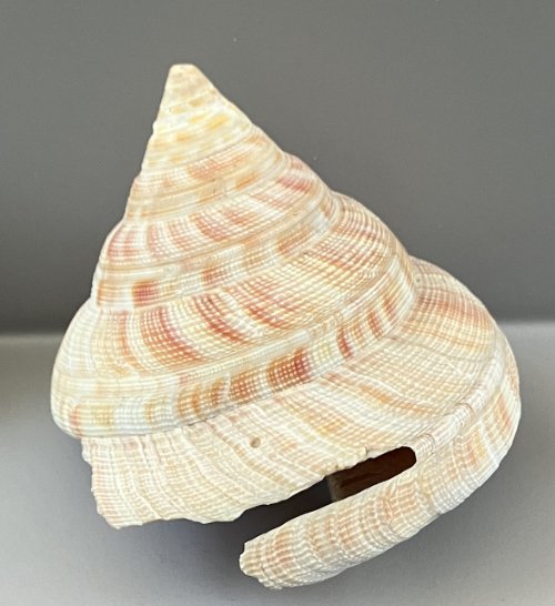   54. Mikadotrochus hirasei    Recent (modern)  Japan  PRI 90410 