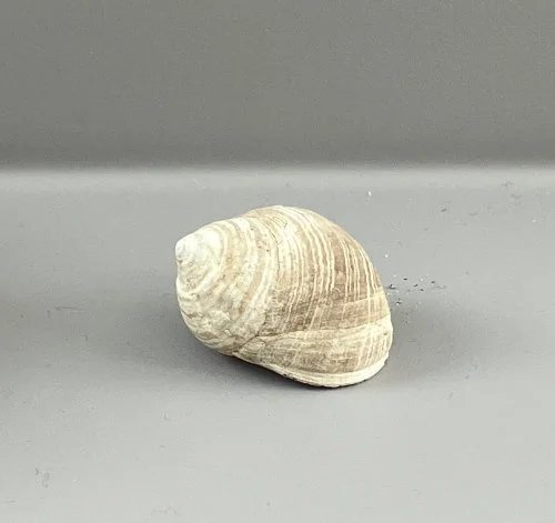    55. Littorina littorea    Recent (modern)  Appledore Island, Maine, USA  PRI ED1099 