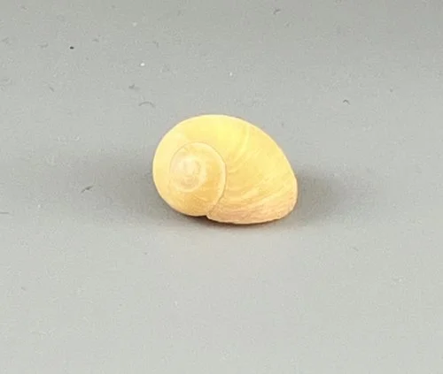    56. Littorina obtusata    Recent (modern)  Appledore Island, Maine, USA  PRI E01100 