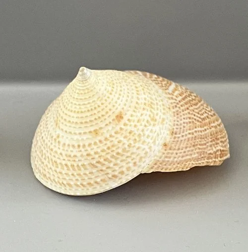    59. Maurea selecta    Recent (modern)  New Zealand  PRI 113483 