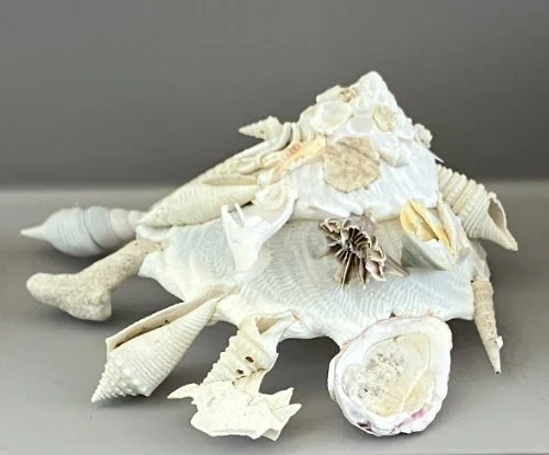    60A. Xenophora pallidula    Recent (modern)  Japan  PRI 1067K 