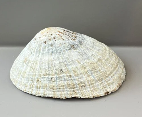    62. Patella laticostata    Recent (modern)  Australia  PRI ED475 