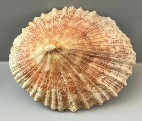    63. Patella barbara    Recent (modern)  South Africa  PRI 84837 