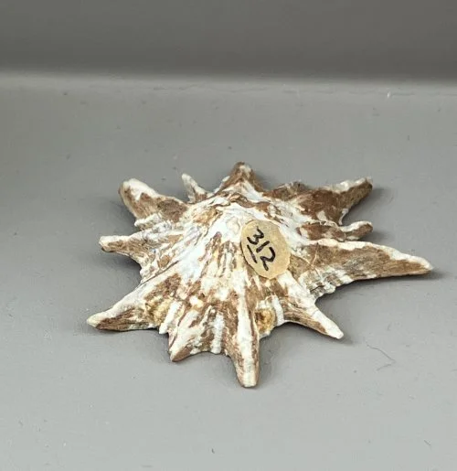    64. Patella longicosta    Recent (modern)  South Africa  PRI 90K 