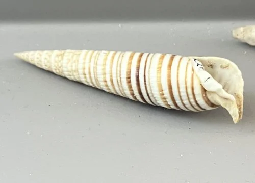    72. Cerithium lineatum    Recent (modern)  Fiji  PRI 2287H 