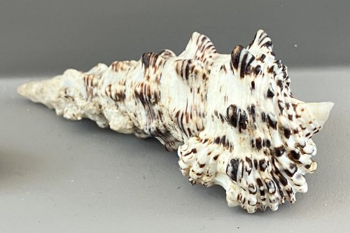    73. Cerithium nodulosum    Recent (modern)  Western Pacific Ocean  PRI T916 