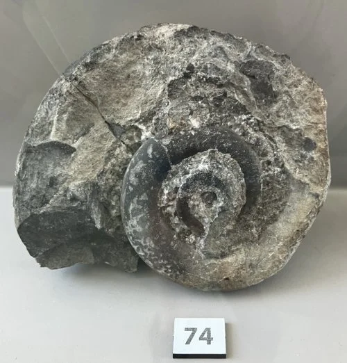    74. Maclurites magna    Middle Ordovician Period  (lived about 464 million years ago)  Clinton County, &nbsp;New York, USA  PRI 113360 