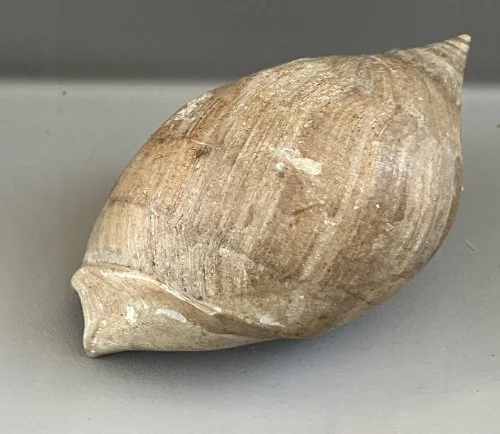    40.&nbsp; Ancillopsis altilis    Late Eocene Epoch  (Lived 34 million years ago)  Monroe County, Alabama, USA  PRI ED1145 