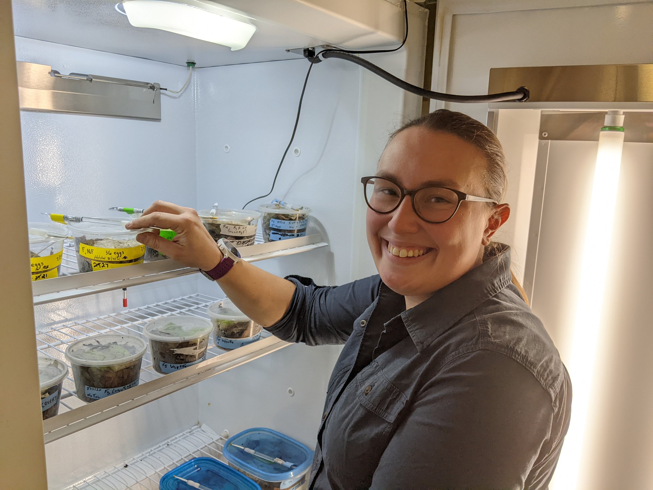  We replicate COAS’s wild environmental conditions in special incubators. This includes humidity, temperature, and light. Pictured here are SUNY-ESF conservation staff Cody Gilbertson and Emlyn Clark working with snails in the incubators. Photo: Rebe