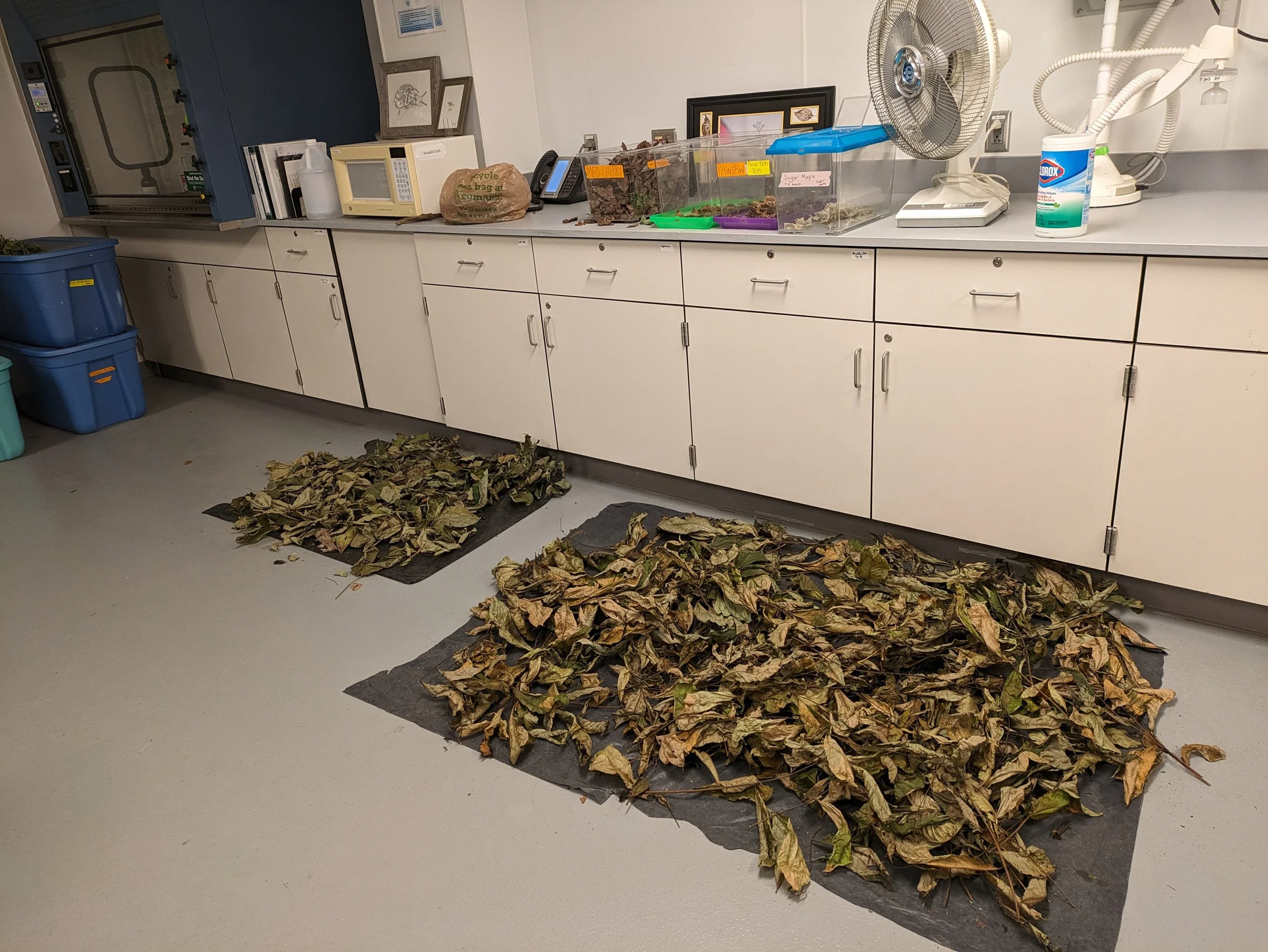  Leaves from various locations near Syracuse are collected, carefully sorted by student volunteers and staff, and then dried and stored for rehydration in the captive land snail terraria. We depend on many people to save their leaves for us! Leaf spe