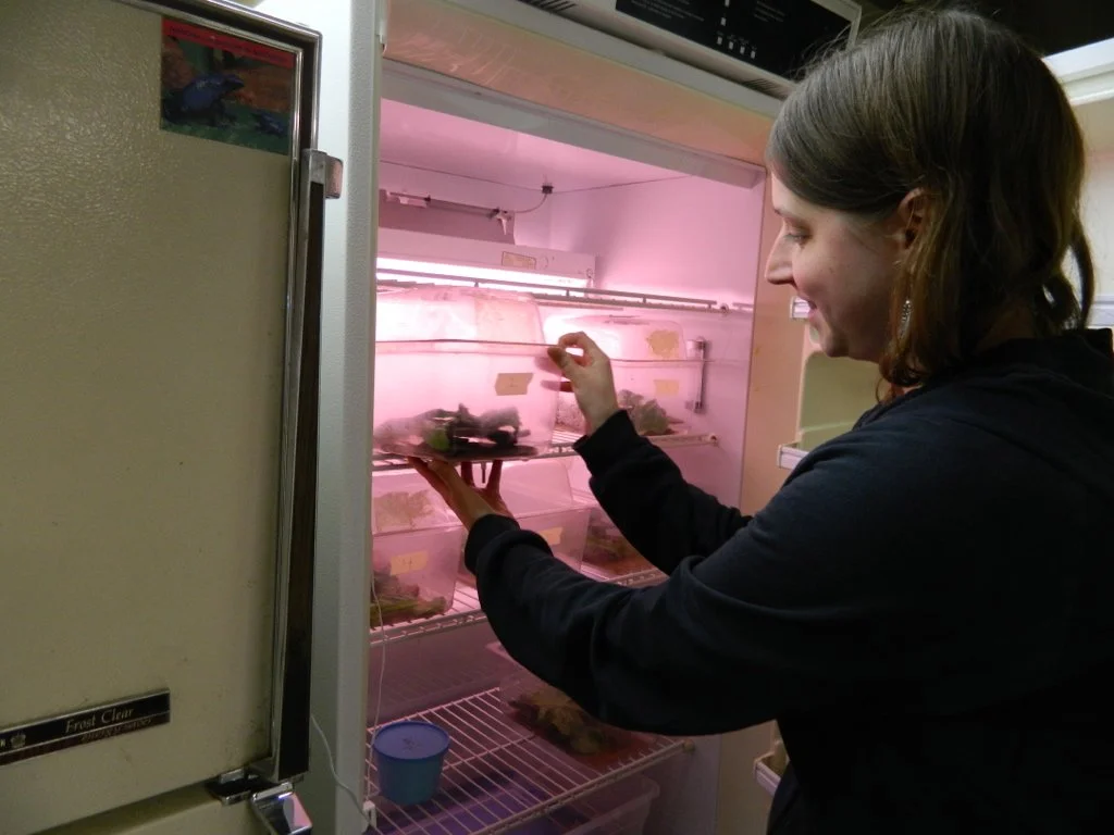  We replicate COAS’s wild environmental conditions in special incubators. This includes humidity, temperature, and light. Pictured here are SUNY-ESF conservation staff Cody Gilbertson and Emlyn Clark working with snails in the incubators. Photo: Rebe