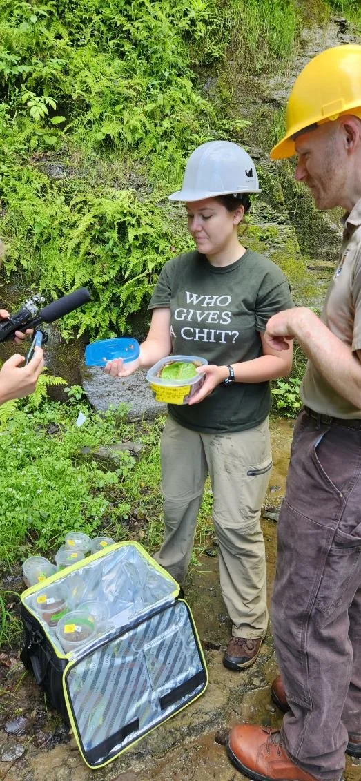 SUNY-ESF conservation staff Alyssa “Ally” Whitbread holding captive-bred snails that will be released, alongside U.S. Fish and Wildlife Service Biologist John Wiley, who is supervising the release. Media is onsite to help share the good news with th