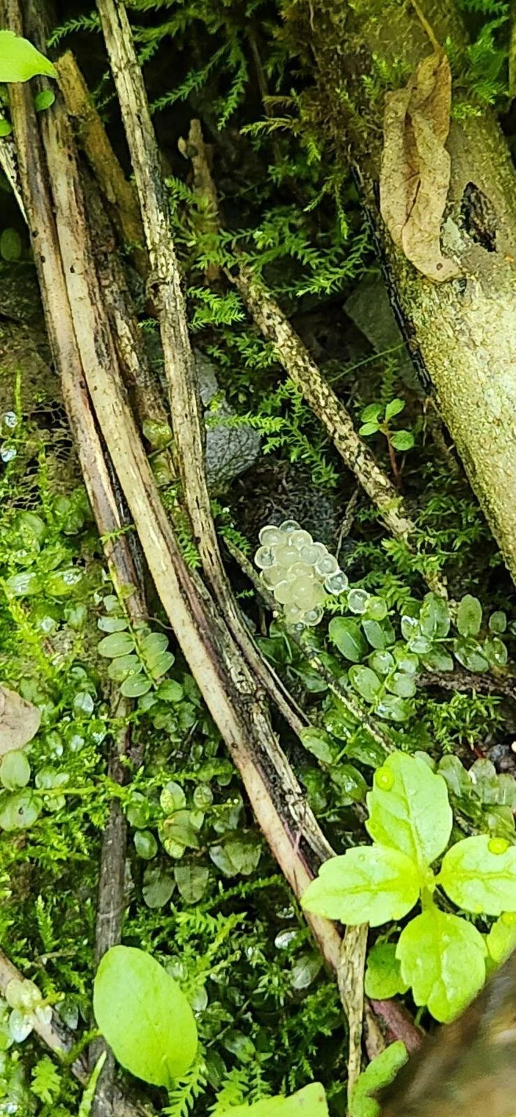  A newly-laid cluster of COAS eggs. When eggs are discovered in the captive terraria, they must be carefully transferred to a fresh terrarium using a paint brush and a steady hand. Photo: Jessica Suarez 