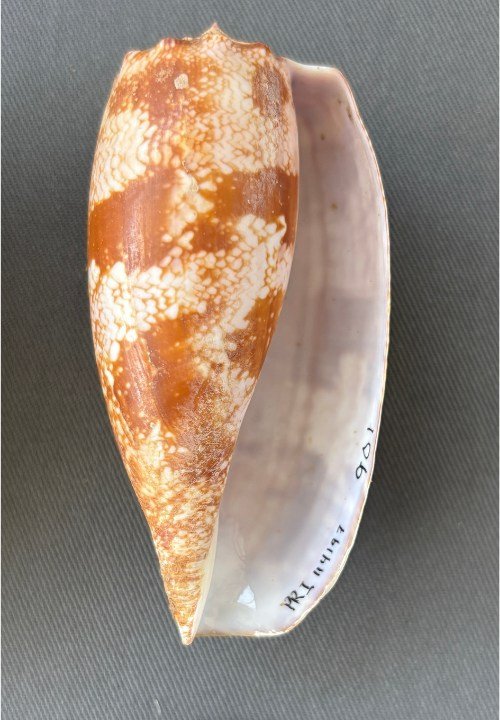    Conus geographus    Recent (modern)   Sabah, Malaysia   PRI 1141971 