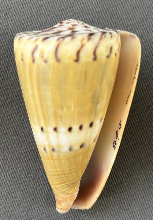    Conus mustelinus    Recent (modern)   Sabah, Malaysia   PRI 114192 