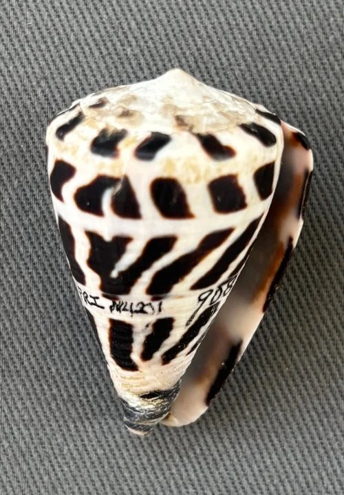    Conus ebraeus    Recent (modern)   Sabah, Malaysia   PRI 114201 