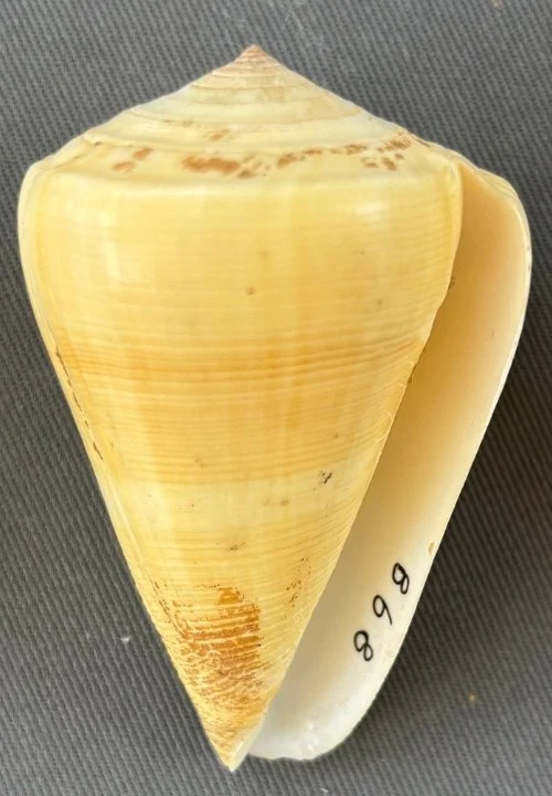    Conus quercinus    Recent (modern)   Sabah, Malaysia   PRI 115007 