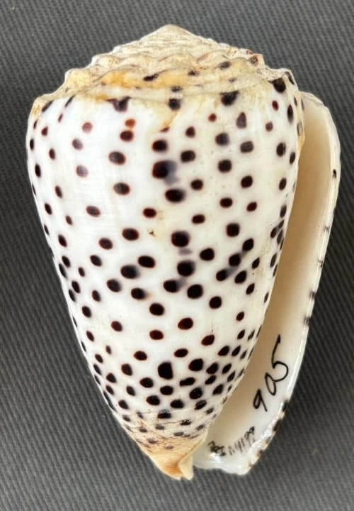    Conus pulicarius    Recent (modern)   Sabah, Malaysia   PRI 114199 